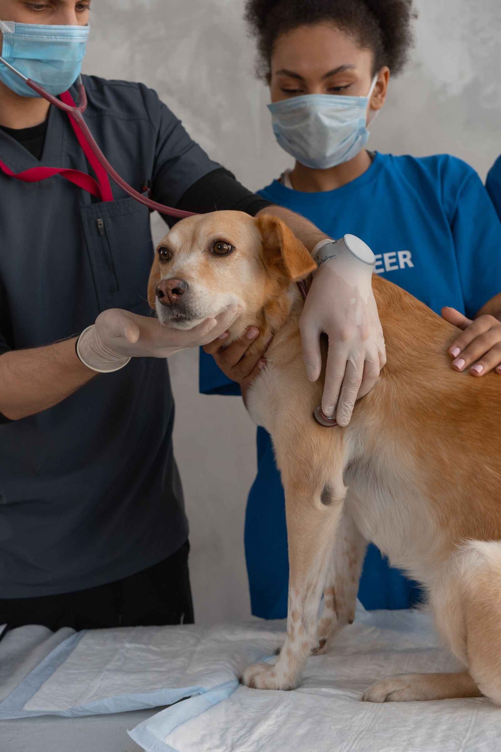 What Is Process Improvement and Where Should You Start? 2 Veterinary team following a coordinated clinical service process